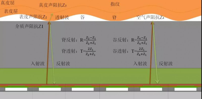 思立微就電容指紋涉訴聲明：光學(xué)/超聲波突破使其處于風(fēng)口浪尖